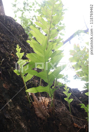 Fern Plant on farm for harvest Fern Plant on farm for harvest 118769462