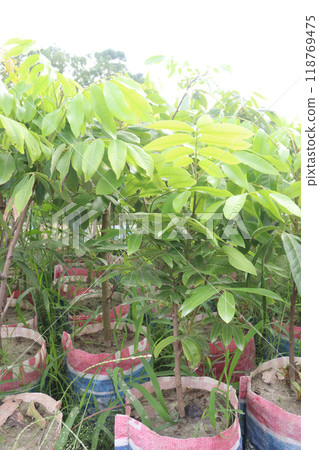Mahogany tree plant on farm 118769475