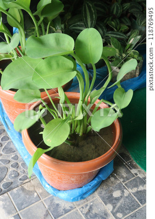 limnocharis flava plant on nursery 118769495