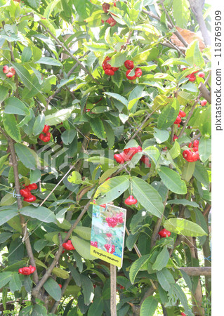 Syzygium aqueum fruit plant on nursery 118769509