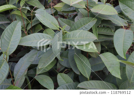 Syzygium polyanthum fruit plant on nursery 118769512