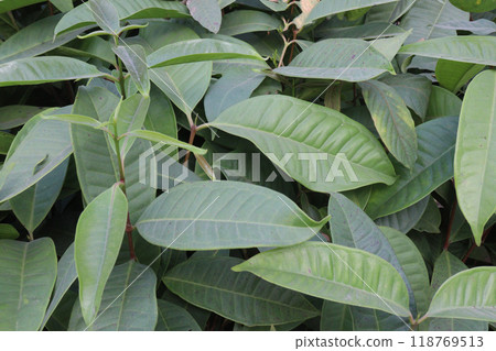 Syzygium polyanthum fruit plant on nursery Syzygium polyanthum fruit plant on nursery 118769513