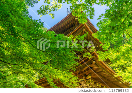 Kongorinji Temple (Koto Sanzan), Aichi District, Shiga Prefecture, Three-story Pagoda (Important Cultural Property), Green Maple Leaves 118769583