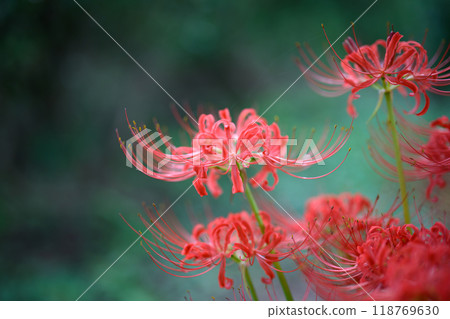 群集孤挺花 118769630