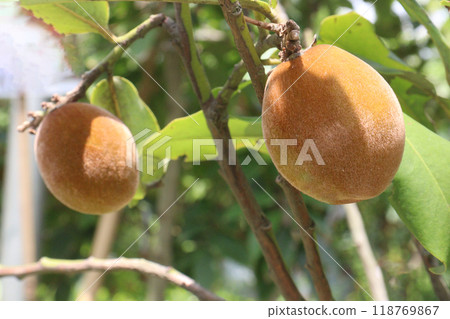 Velvet Apples fruit on tree in farm 118769867