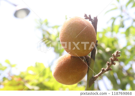 Velvet Apples fruit on tree in farm Velvet Apples fruit on tree in farm 118769868