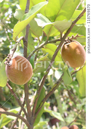 Velvet Apples fruit on tree in farm 118769870