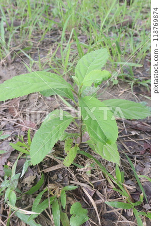 Vernonia Amygdalina medicinal plant on forest Vernonia Amygdalina medicinal plant on forest 118769874