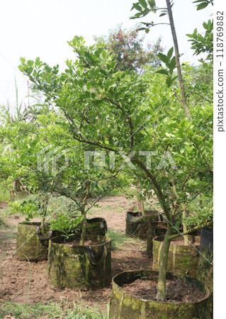 Wood Apple plant on farm for sell 118769882