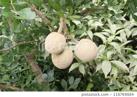Wood-apple on tree in farm Wood-apple on tree in farm 118769884