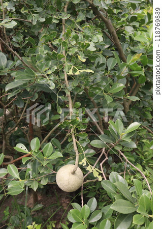 Wood-apple on tree in farm Wood-apple on tree in farm 118769889