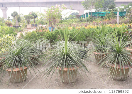 agave geminiflora leaf plant on nursery agave geminiflora leaf plant on nursery 118769892