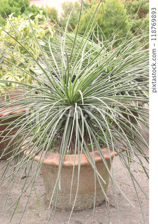agave geminiflora leaf plant on nursery agave geminiflora leaf plant on nursery 118769893