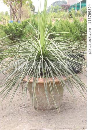 agave geminiflora leaf plant on nursery 118769894