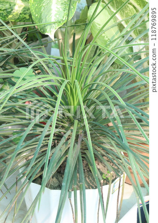 agave geminiflora leaf plant on nursery agave geminiflora leaf plant on nursery 118769895