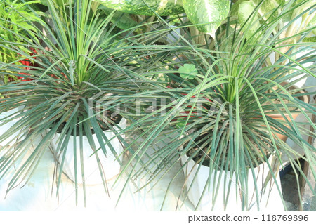 agave geminiflora leaf plant on nursery agave geminiflora leaf plant on nursery 118769896