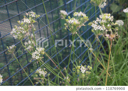 Garlic chives flower on plant in nursery 118769908