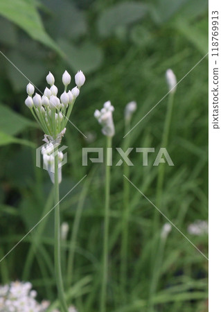 Garlic chives flower on plant in nursery 118769913
