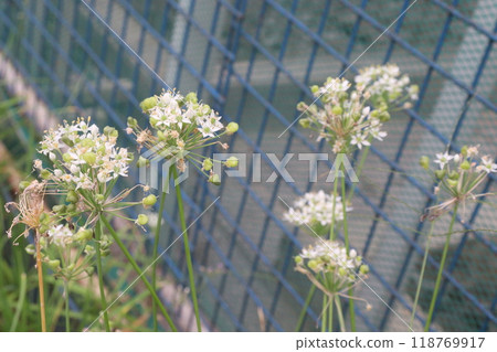 Garlic chives flower on plant in nursery Garlic chives flower on plant in nursery 118769917