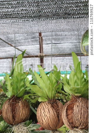 Bird's-nest fern leaf plant on farm 118769927