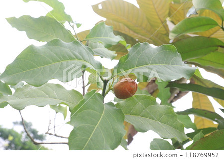 bunchosia argentea fruit plant on nursery bunchosia argentea fruit plant on nursery 118769952