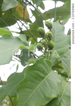 bunchosia argentea fruit plant on nursery 118769960