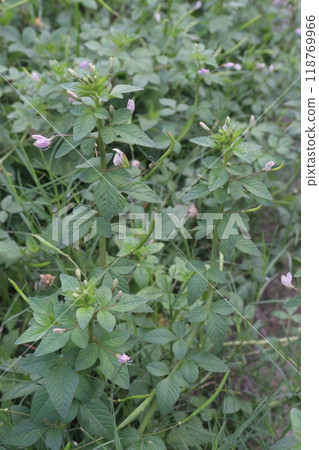 cleome rutidosperma leaf plant on farm 118769966