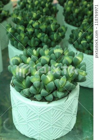 Delosperma lehmannii plant on nursery 118769971