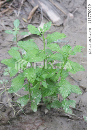 licorice weed flower and medicinal plant licorice weed flower and medicinal plant 118770069