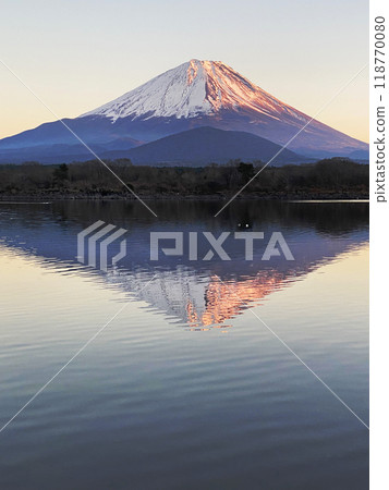 The inverted snow-capped Mt. Fuji is tinted red by Lake Shojiko. The inverted snow-capped Mt. Fuji is tinted red by Lake Shojiko. 118770080