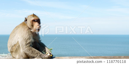 Monkey in the wild against the blue sea and sky, eating a banana Monkey in the wild against the blue sea and sky, eating a banana 118770118