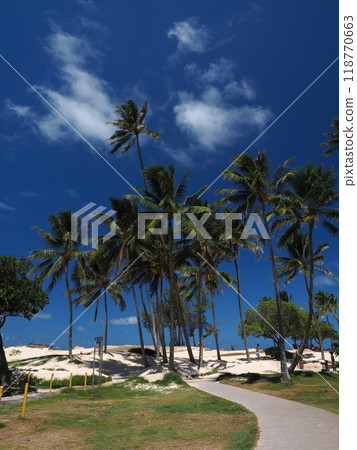 夏威夷凱盧阿海灘公園 夏威夷凱盧阿海灘公園 118770663