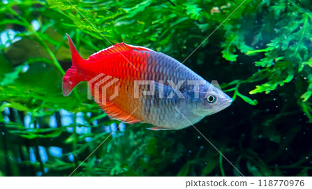 giant fish in aquarium giant fish in aquarium 118770976