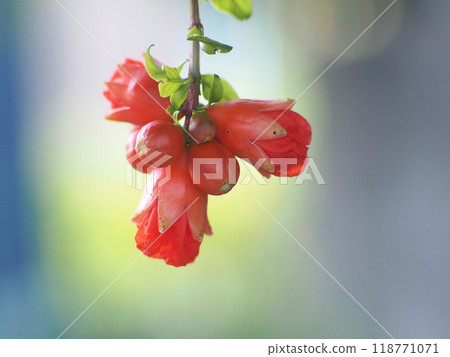 即將綻放的石榴花蕾特寫(橘色的石榴花蕾聚集在枝頭) 即將綻放的石榴花蕾特寫(橘色的石榴花蕾聚集在枝頭) 118771071