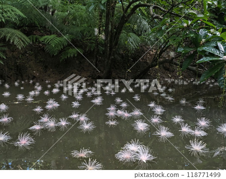 落在水面上的薩加里巴納 落在水面上的薩加里巴納 118771499