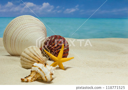 the beach of a tropical Paradise sea island, with shells and the shade of palm trees 118771525