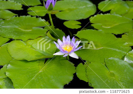 Beautiful waterlily or lotus flower with green leaves Beautiful waterlily or lotus flower with green leaves 118771625
