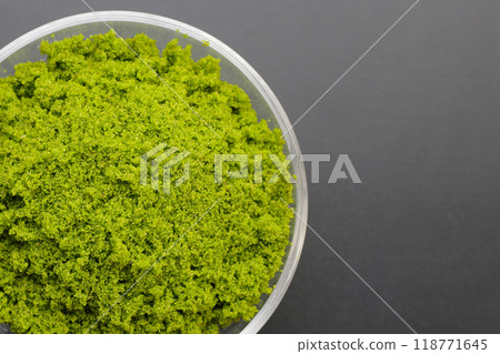 Wolffia globosa or swamp algae, water meal 118771645