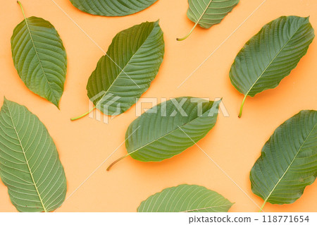 Mitragyna speciosa, Fresh kratom leaves 118771654