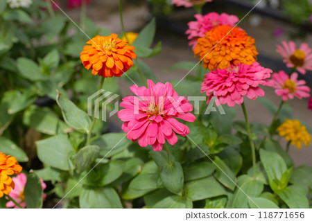 Colorful zinnia flowers blooming  in the garden 118771656
