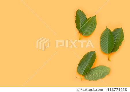 Mitragyna speciosa, Fresh kratom leaves 118771658