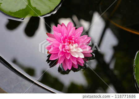 Beautiful pink and white water lily. Lotus water plant in a pot 118771686