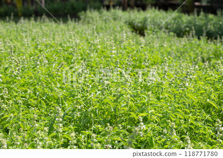 Lemon basil, Hoary basil, Hairy basil Lemon basil, Hoary basil, Hairy basil 118771780