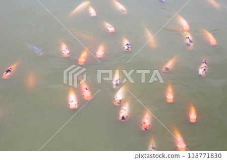 Red tilapia fish in the pond Red tilapia fish in the pond 118771830