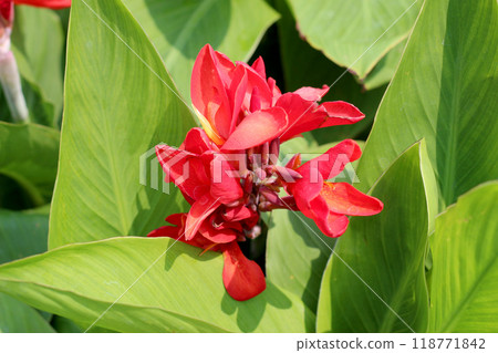 Red canna flower in the garden Red canna flower in the garden 118771842