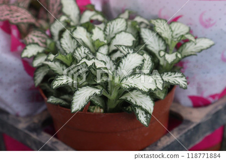 Fittonia plant on nursery for sell are cash crops 118771884