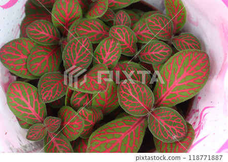 Fittonia plant on nursery for sell are cash crops Fittonia plant on nursery for sell are cash crops 118771887