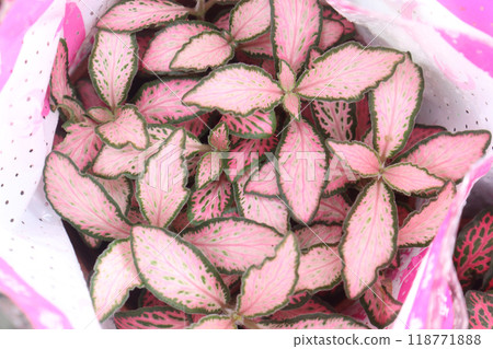 Fittonia plant on nursery for sell are cash crops 118771888