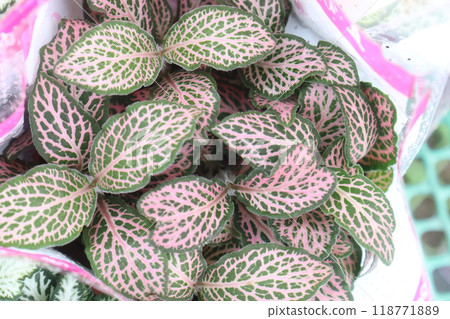 Fittonia plant on nursery for sell are cash crops Fittonia plant on nursery for sell are cash crops 118771889