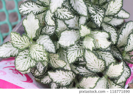 Fittonia plant on nursery for sell are cash crops 118771890